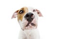 Portrait sad and worried american staffordshire dog looking at camera. Isolated on white background