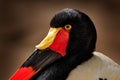 Portrait Saddle-billed stork, or saddlebill, Ephippiorhynchus senegalensis, in the nature habitat. Bird in the green grass during Royalty Free Stock Photo