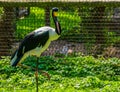 Portrait of a saddle billed stork, tropical bird specie from Africa Royalty Free Stock Photo