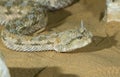 Portrait of Saharan horned viper (Cerastes cerastes) under the evening sun