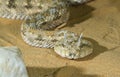 Portrait of Saharan horned viper (Cerastes cerastes) under the evening sun Royalty Free Stock Photo