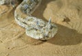 Portrait of Saharan horned viper (Cerastes cerastes) under the evening sun Royalty Free Stock Photo