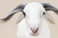 Portrait of a Sahelian ram (African male sheep), photo