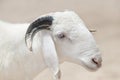 Portrait of a Sahelian ram (African male sheep), photo