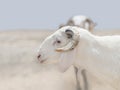 Portrait of a Sahelian ram (African male sheep), photo