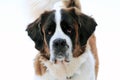 Portrait of a Saint Bernard dog