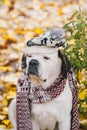 Portrait of a Saint Bernard dog wearing a warm scarf and hat at autumn park