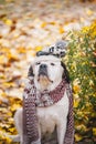 Portrait of a Saint Bernard dog wearing a warm scarf and hat at autumn park