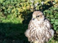 Portrait of saker falcon also known as Falco cherrug. Royalty Free Stock Photo