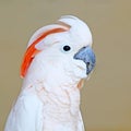 Portrait of a Salmon-crested Cockatoo on uniform background Royalty Free Stock Photo