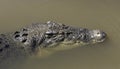 A Portrait of an Australian Salt Water Crocodile Royalty Free Stock Photo