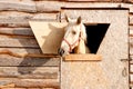 portrait of a salty color horse looking out of a stall window. Royalty Free Stock Photo