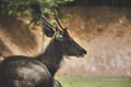 portrait of sambar deer at khaoyai national park thailand