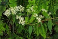 Portrait of Sambucus williamsii, North China red elder Royalty Free Stock Photo