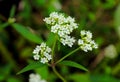 Portrait of Sambucus williamsii, North China red elder Royalty Free Stock Photo