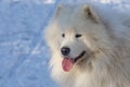 Portrait of a Samoyed - Samoyed beautiful breed Siberian white dog. Samoyed has his tongue out. There is snow in the background