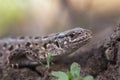 Portrait of sand lizard Royalty Free Stock Photo
