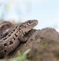 Portrait of sand lizard Royalty Free Stock Photo
