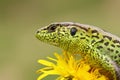 Portrait of sand lizard standing on yellow dandelion Royalty Free Stock Photo