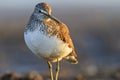 Portrait sandpiper at sunrise Royalty Free Stock Photo