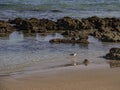 Portrait of a Sandpiper in the Surf with Coquina Rocks Royalty Free Stock Photo