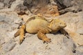 Santa Fe Land Iguana in the Sun, Galapagos, Ecuador Royalty Free Stock Photo