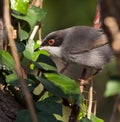 Portrait of a Sardinian Warbler Royalty Free Stock Photo