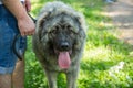 Portrait of Sarplaninac dog, Illyrian Shepherd Dog,  Yugoslavian Shepherd in the walk Royalty Free Stock Photo