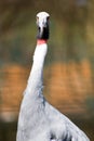Portrait of a Sarus Crane Royalty Free Stock Photo