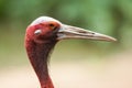 Portrait of a Sarus Crane Royalty Free Stock Photo
