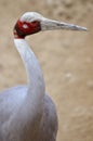 Portrait sarus crane Royalty Free Stock Photo