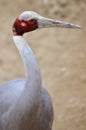 Portrait sarus crane