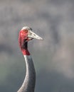 Portrait of Sarus Crane Royalty Free Stock Photo