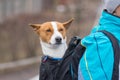 Portrait of satisfied Basenji dog while sitting it inside of comfortable master backpack