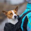 Portrait of satisfied Basenji dog while sitting inside of comfortable master backpack