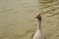 Portrait of a savage city white goos with orange beak into a green yellow city lake