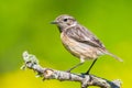 portrait of Saxicola rubicola Royalty Free Stock Photo