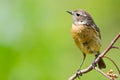 Saxicola rubicola Royalty Free Stock Photo