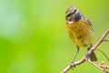 Portrait of Saxicola rubicola or Tarabilla Europea looking at ca