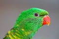 Portrait of Scaly-breasted Lorikeet, Trichoglossus chlorolepidotus, green parrot, sitting on branch, courtship love ceremony, East Royalty Free Stock Photo