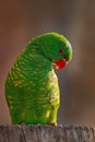 Portrait of Scaly-breasted Lorikeet, Trichoglossus chlorolepidotus, green parrot, sitting on the branch in Eastern Australia.