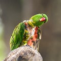 Portrait of scaly-breasted lorikeet Royalty Free Stock Photo