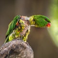 Portrait of scaly-breasted lorikeet Royalty Free Stock Photo