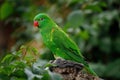 Portrait of scaly-breasted lorikeet, Trichoglossus chlorolepidotus, perched on old branch. Beautiful green parrow with red beak Royalty Free Stock Photo