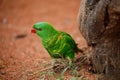 Portrait of scaly-breasted lorikeet, Trichoglossus chlorolepidotus, perched in orange sand. Beautiful green parrow with red beak Royalty Free Stock Photo