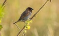 Portrait of Scaly Breasted Munia Royalty Free Stock Photo