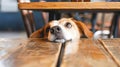 Portrait of scared dog hiding under chair looking worried Royalty Free Stock Photo