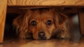 Portrait of scared dog hiding under chair looking worried Royalty Free Stock Photo