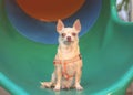 Scared  and worried brown Chihuahua dog sitting on playground equipment Royalty Free Stock Photo