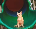 scared and worried brown Chihuahua dog sitting on playground equipment Royalty Free Stock Photo